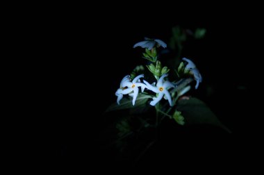 Gece yasemin açarken ya da gece Bengali 'de Shiuli açarken