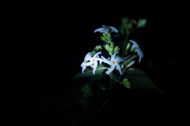 Gece yasemin açarken ya da gece Bengali 'de Shiuli açarken