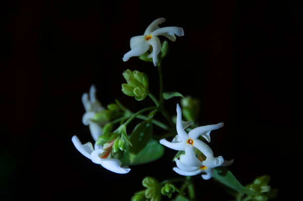 Nuit Floraison Jasmin Shiuli Fleur Bengali Nuit — Photo