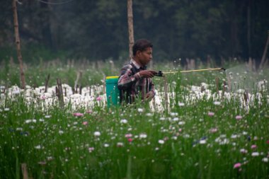 Khirai Midnapore, Batı Bengal, Hindistan - 11 Ekim 2020: çiçek tarlasında çalışan ve çiçek toplayan çiftçi