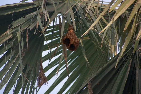 Ein Nest Eines Maßgeschneiderten Vogels Namens Babui Bengali — Stockfoto