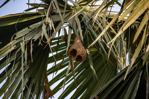 Ein Nest Eines Maßgeschneiderten Vogels Namens Babui Bengali — Stockfoto