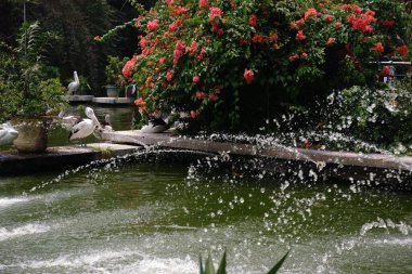 Pelikanlar (Pelecanus onocrotalus), Pelecanidae familyasından bir kuş cinsidir. Uzun bir gaga ve büyük bir boğaz kesesi ile karakterize edilir.