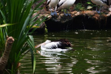 Pelikanlar (Pelecanus onocrotalus), Pelecanidae familyasından bir kuş cinsidir. Uzun bir gaga ve büyük bir boğaz kesesi ile karakterize edilir.