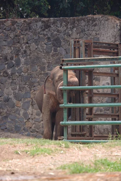 The Sumatran elephant is one of three recognized subspecies of the Asian elephant, and native to the Indonesia island of Sumatra : Jakarta, Indonesia ; November 10, 2019