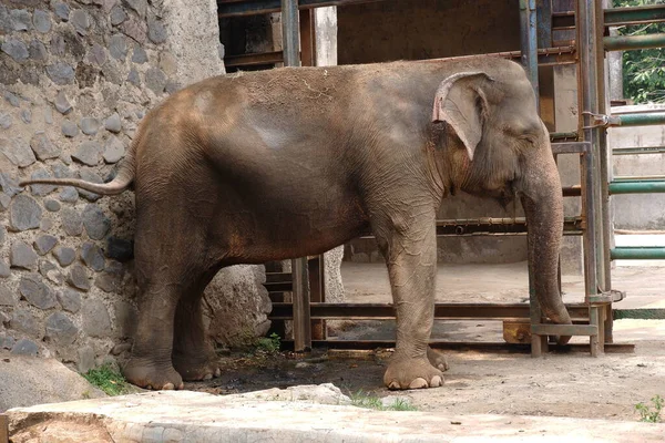 Der Sumatra Elefant Ist Eine Von Drei Anerkannten Unterarten Des — Stockfoto