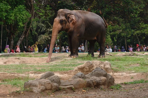 수마트라 코끼리는 아시아 코끼리의 아종중 하나이며 인도네시아 수마트라 토착종 인도네시아 — 스톡 사진