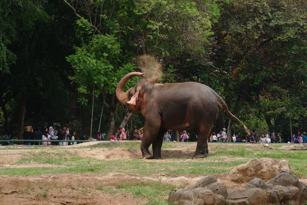 Elefante Sumatra Uma Das Três Subespécies Reconhecidas Elefante Asiático Nativo — Fotografia de Stock