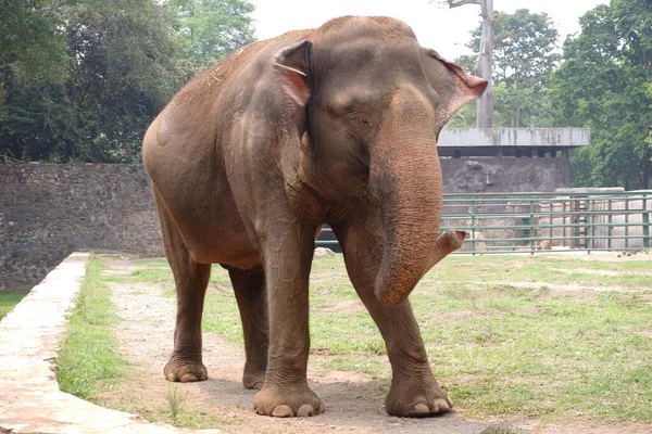Elefante Sumatra Uma Das Três Subespécies Reconhecidas Elefante Asiático Nativo — Fotografia de Stock