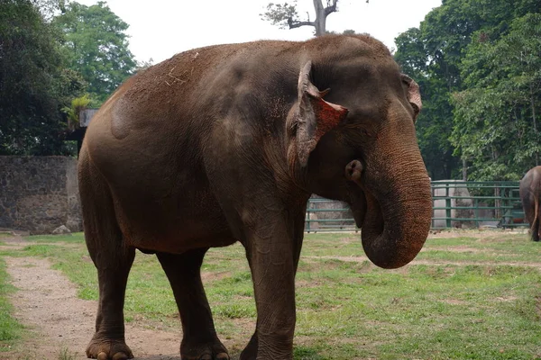 Суматранський Слон Одним Трьох Визнаних Підвидів Азіатського Слона Поширений Індонезійському — стокове фото