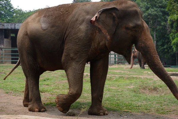 Éléphant Sumatra Est Une Des Trois Sous Espèces Reconnues Éléphant — Photo