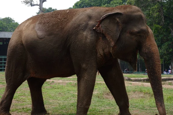 Éléphant Sumatra Est Une Des Trois Sous Espèces Reconnues Éléphant — Photo