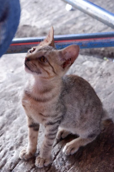 孤独的棕色猫坐在地板上 — 图库照片