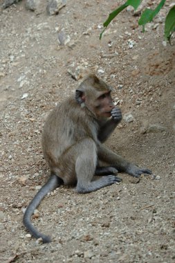 Macaca fascicularis, Güneydoğu Asya 'da yaşayan ve tıbbi deneyler için kullanılan küçük gövdeli bir maymundur. Vücudundaki saçın rengi gri kahverengidir. Bebekler siyah renkli..
