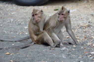 Macaca fascicularis, Güneydoğu Asya 'da yaşayan ve tıbbi deneyler için kullanılan küçük gövdeli bir maymundur. Vücudundaki saçın rengi gri kahverengidir. Bebekler siyah renkli..