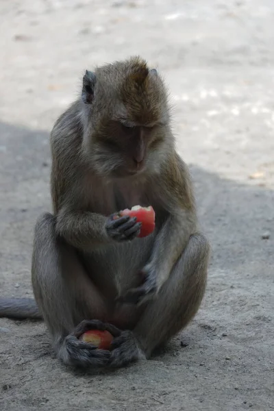 Macaca Fascicularis Adalah Monyet Bertubuh Kecil Berekor Panjang Yang Berasal — Stok Foto