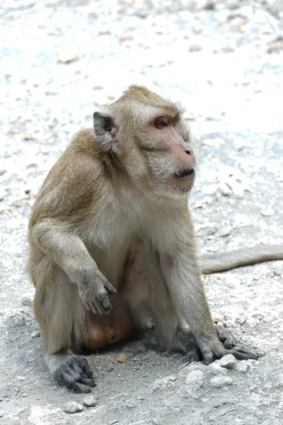 Macaca Fascicularis Adalah Monyet Bertubuh Kecil Berekor Panjang Yang Berasal — Stok Foto