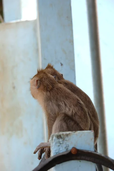 Macaca Fascicularis Adalah Monyet Bertubuh Kecil Berekor Panjang Yang Berasal — Stok Foto