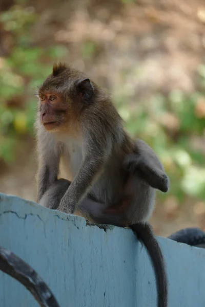 Macaca Fascicularis Adalah Monyet Bertubuh Kecil Berekor Panjang Yang Berasal — Stok Foto