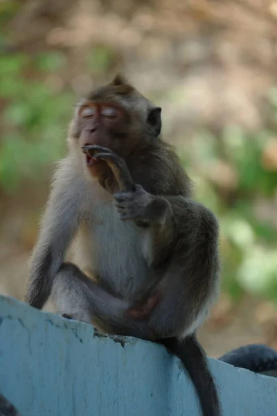Macaca Fascicularis Adalah Monyet Bertubuh Kecil Berekor Panjang Yang Berasal — Stok Foto