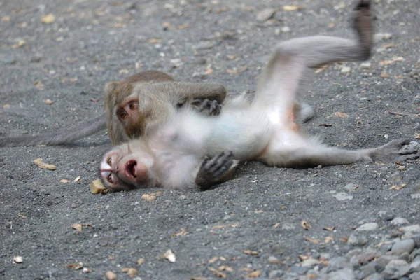 マカカ ファシリアリス Macaca Faspicicularis 東南アジア原産の小体型の長尾猿で 医学実験に用いられる 彼の体の髪の色は灰色です 赤ちゃんは色が黒 — ストック写真