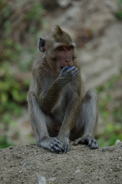 Macaca Fascicularis Adalah Monyet Bertubuh Kecil Berekor Panjang Yang Berasal — Stok Foto