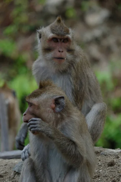 Macaca Fascicularis Adalah Monyet Bertubuh Kecil Berekor Panjang Yang Berasal — Stok Foto