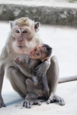 Macaca fascicularis, Güneydoğu Asya 'da yaşayan ve tıbbi deneyler için kullanılan küçük gövdeli bir maymundur. Vücudundaki saçın rengi gri kahverengidir. Bebekler siyah renkli..