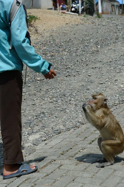 Macaca Fascicularis Macaco Cauda Longa Nativo Sudeste Ásia Usado Para — Fotografia de Stock