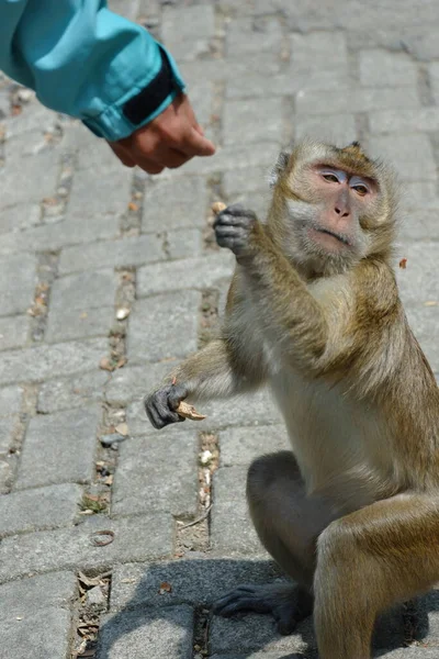 Macaca Fascicularis Adalah Monyet Bertubuh Kecil Berekor Panjang Yang Berasal — Stok Foto