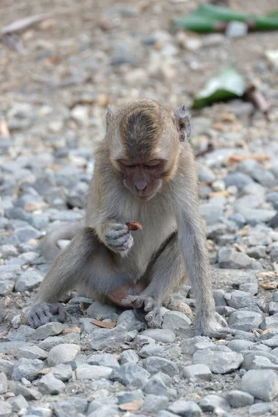 Macaca Fascicularis Adalah Monyet Bertubuh Kecil Berekor Panjang Yang Berasal — Stok Foto