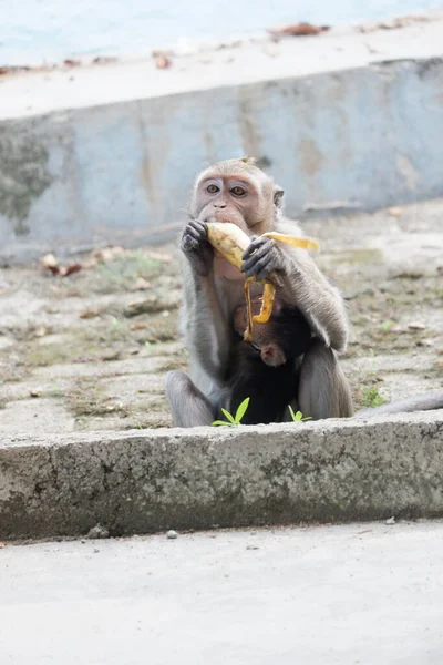 Macaca Fascicularis Adalah Monyet Bertubuh Kecil Berekor Panjang Yang Berasal — Stok Foto