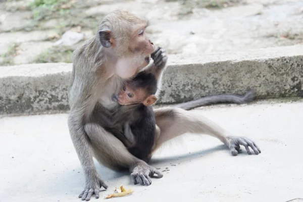 Macaca Fascicularis Adalah Monyet Bertubuh Kecil Berekor Panjang Yang Berasal — Stok Foto