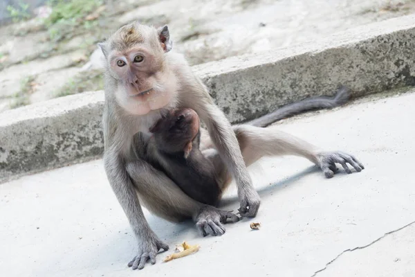 Macaca Fascicularis Adalah Monyet Bertubuh Kecil Berekor Panjang Yang Berasal — Stok Foto