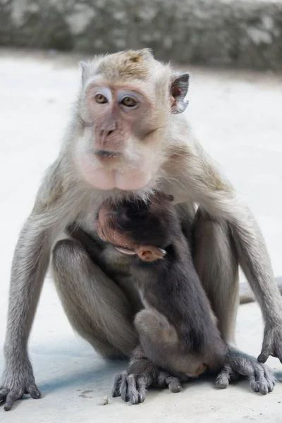 Macaca Fascicularis Adalah Monyet Bertubuh Kecil Berekor Panjang Yang Berasal — Stok Foto