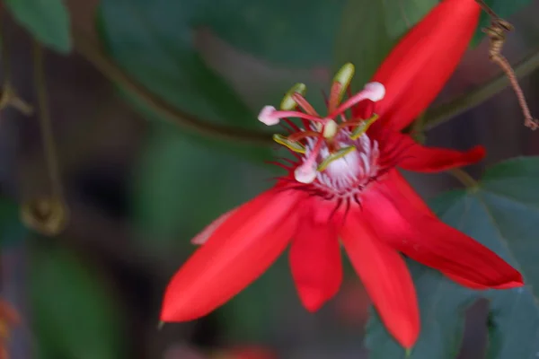 Close Imagem Passiflora Coccinea Nomes Comuns Escarlate Flor Paixão Flor — Fotografia de Stock