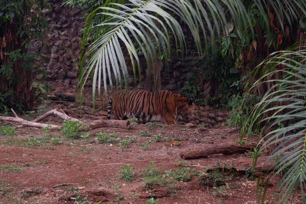 Суматранский Тигр Популяция Panthera Tigris Sondaica Индонезийском Острове Суматра Население — стоковое фото