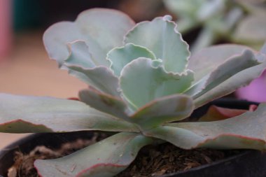Echeveria 'Crinoline Ruffles', pembemsi kenarlı yeşil rosetleri olan enfes sulu bir üründür. Bu bitki kuraklığa dayanıklıdır ve bir çeşit yumuşak suludur. Soğuğa dayanıklı değil.