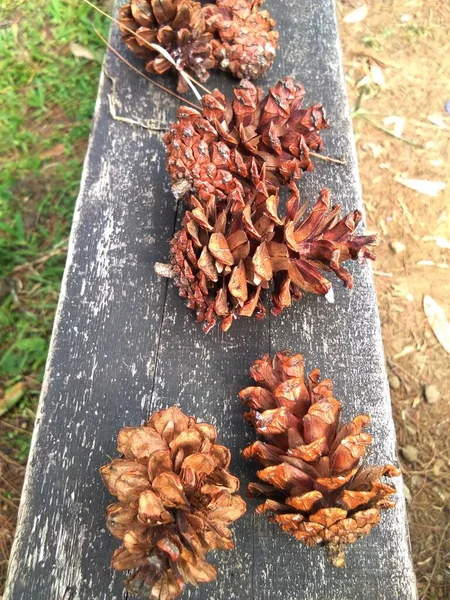 Getrocknete Kiefernblüten Auf Schwarzem Holz Können Zur Dekoration Verwendet Werden — Stockfoto