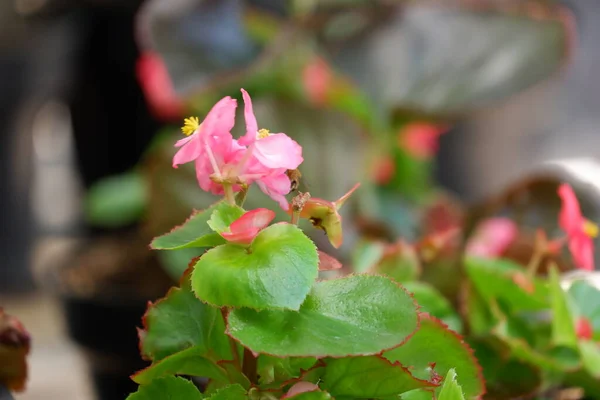 Begonia Semperflorens Wax Begonia Used Outdoor Ornamental Plant Compact Mounded — Stock Photo, Image