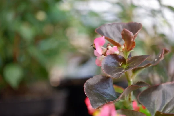 Begonia Semperflorens Atau Wax Begonia Digunakan Sebagai Tanaman Hias Luar — Stok Foto