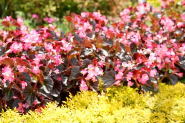 Begonia Semperflorens Wax Begonia Used Outdoor Ornamental Plant Compact Mounded — Stock Photo, Image