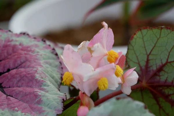 Rex Begonia Bégonia Feuille Peinte Est Une Vivaces Tropicales Feuilles — Photo