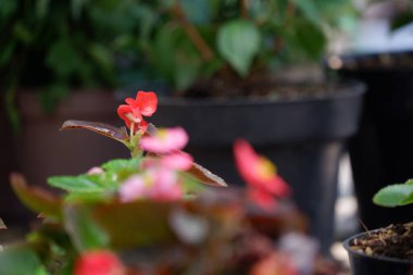 Begonia semperfloren ya da Wax Begonia açık hava süs bitkisi olarak kullanılır. Kompakt, monte edilmiş, sulu, fibröz köklü, etli kökleri ve bronz yaprakları olan bir bitki.