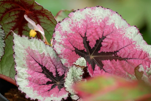レックスベゴニア 塗装葉ベゴニアは熱帯多年生多色の葉です 葉の外縁は通常濃い緑色で 内側はピンク 紫の色合いです — ストック写真