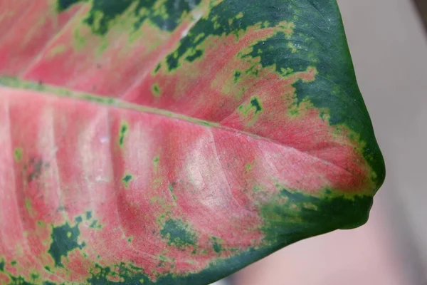Close View Aglonema Leaf Texture Garden Isolated Blur Background — Stok Foto