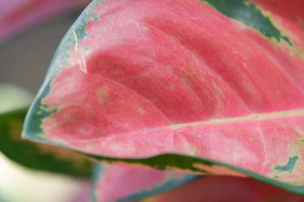 Close View Aglonema Leaf Texture Garden Isolated Blur Background — Stock Photo, Image