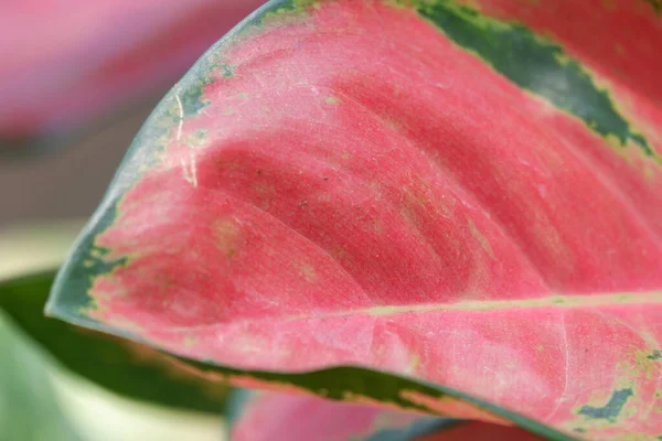 Close View Aglonema Leaf Texture Garden Isolated Blur Background — Stok Foto