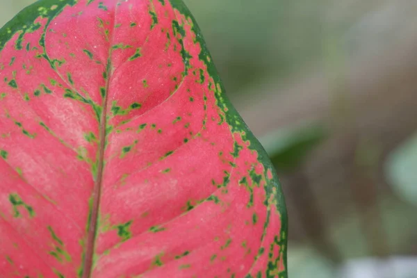 Close View Aglonema Leaf Texture Garden Isolated Blur Background — Stok Foto