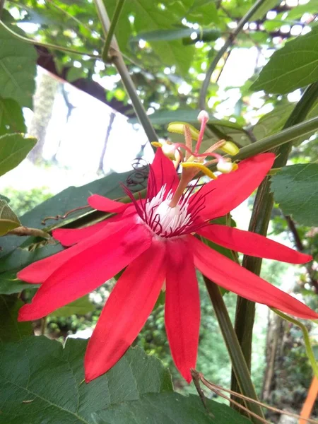 Close Image Passiflora Coccinea Common Names Scarlet Passion Flower Red — стоковое фото